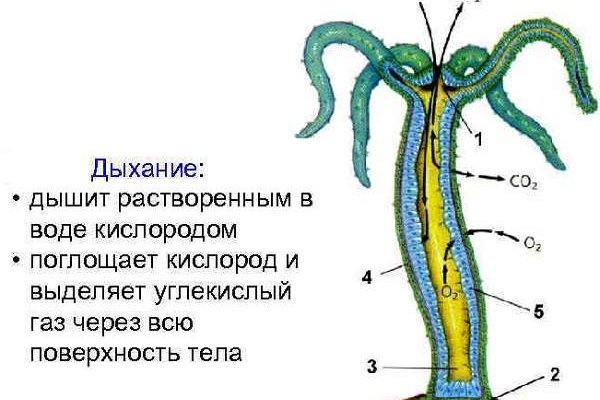 Ссылки даркнет